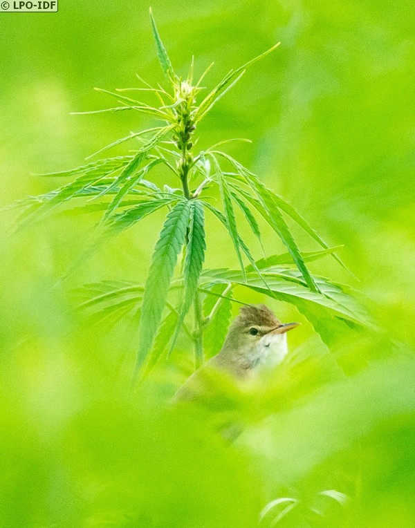 Parc du Bois de l'Etoile à Gagny